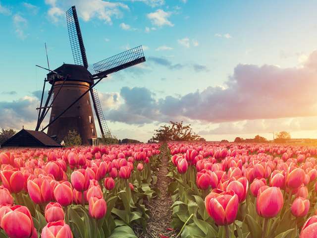 Tulips and Kinderdijk Windmill in Rotterdam, Netherlands