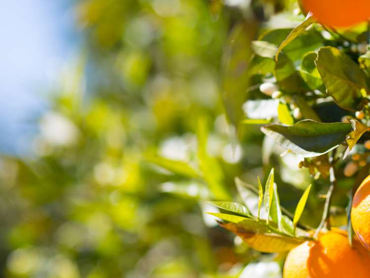 Spanish oranges in a tree in the sunshine