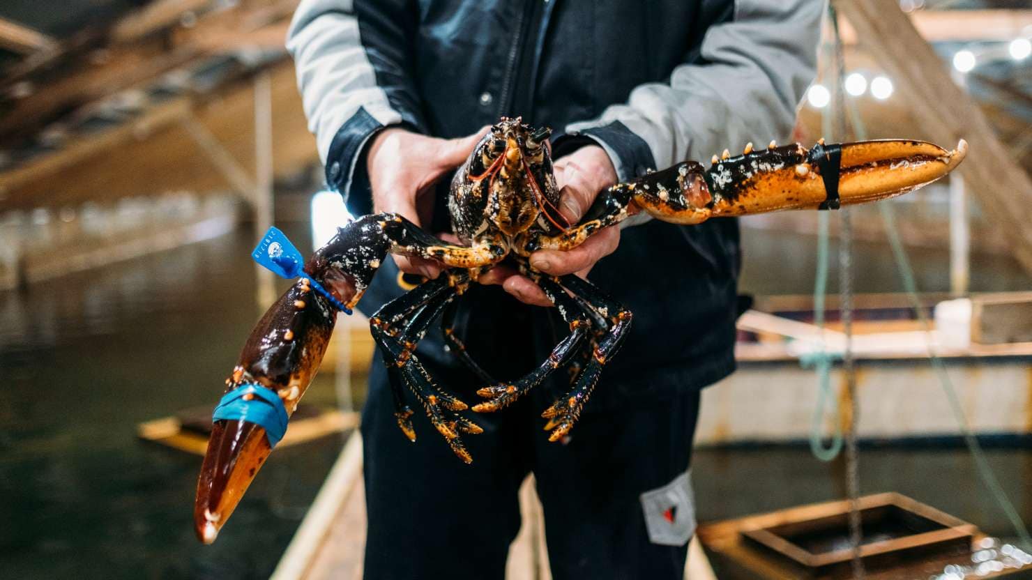 Tommy Høie, a worker at the lobster farm, Kvitsoy, Norway.