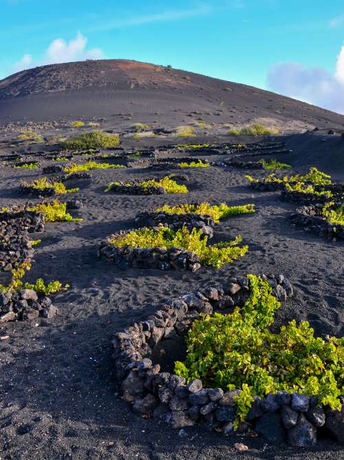 Vineyards in La Geria Lanzarote canary islands Spain