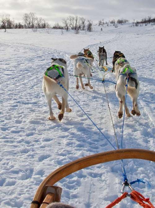 Dog Sledding in the Troms countryside, Norway. 