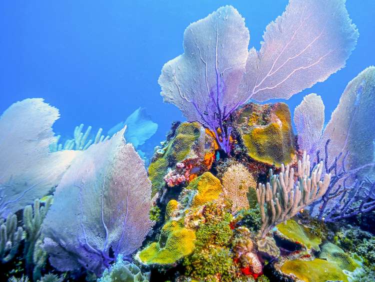 Reef in Roatan