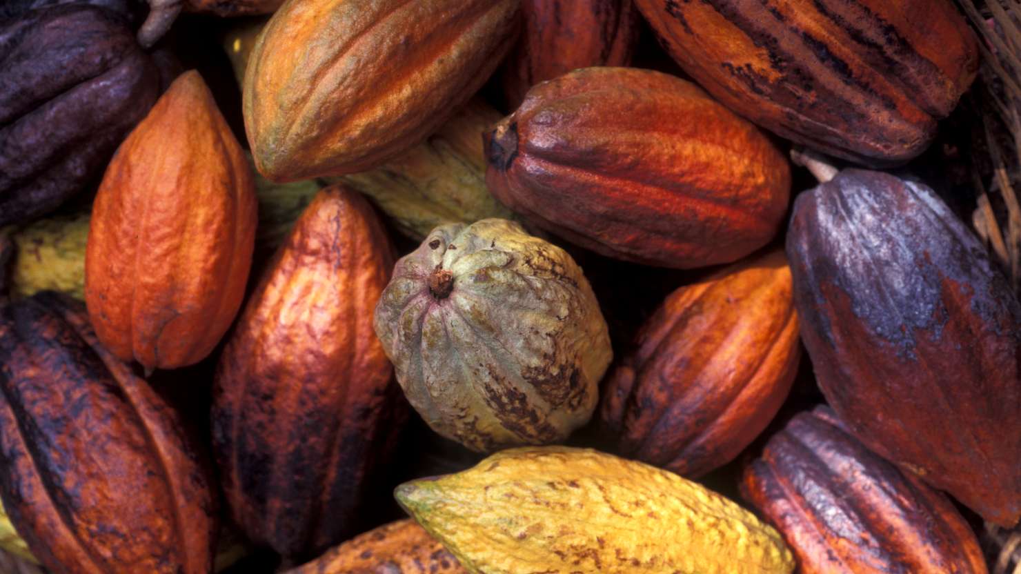harvested Cacao, St Lucia, Caribbean