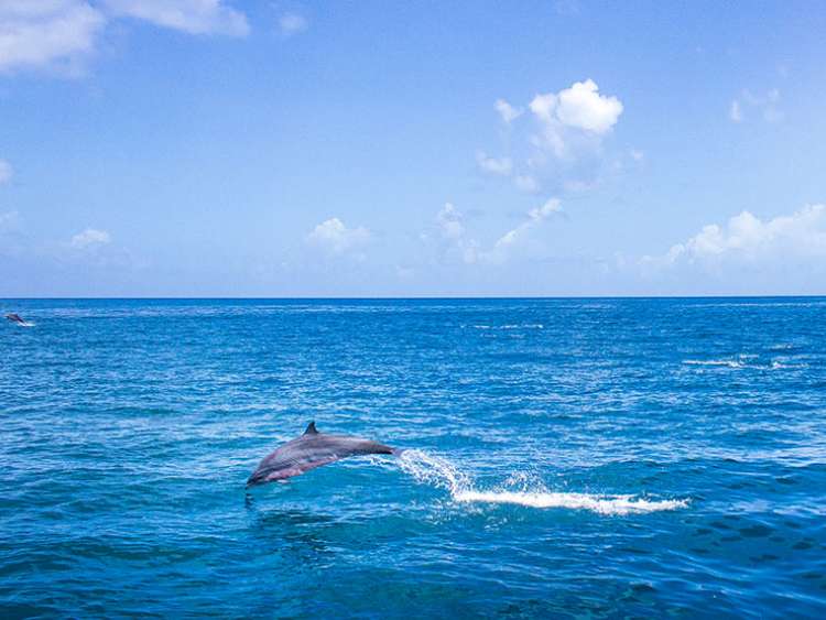 Dolphin spotting in Saint Lucia