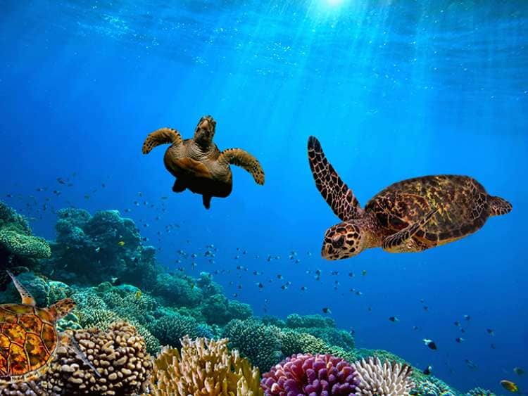 Turtle underwater; Shutterstock ID 381058741; Project: Adobe
