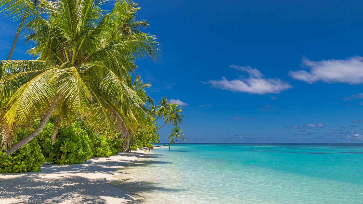 Summer beach landscape. Tropical island paradise. Exotic coast, palm trees, pristine sea, blue happy sky. Amazing nature pattern. Exotic destination travel background, vacation mood perfect wallpaper; Shutterstock ID 2479927167; purchase_order: -; job: -; client: -; other: