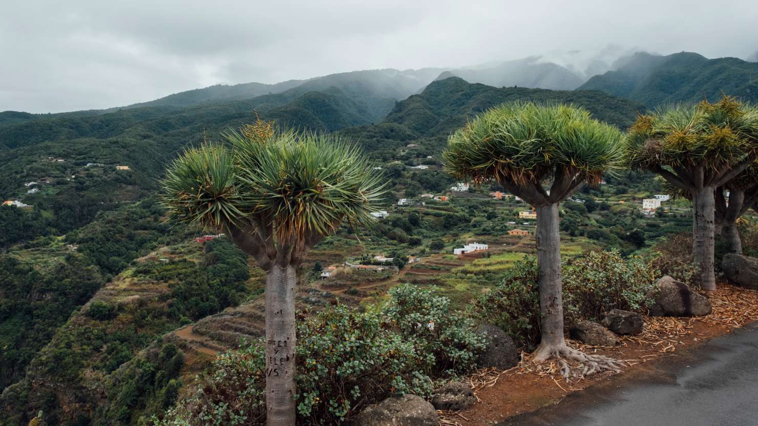 San Bartolo, La Palma. 19th September 2024. Photo by Greg Funnell.