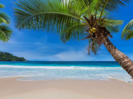 Coco palm on Sunny tropical beach.  Summer vacation and tropical beach concept.  