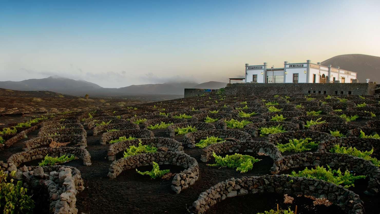 Winehouse of Lanzarote.