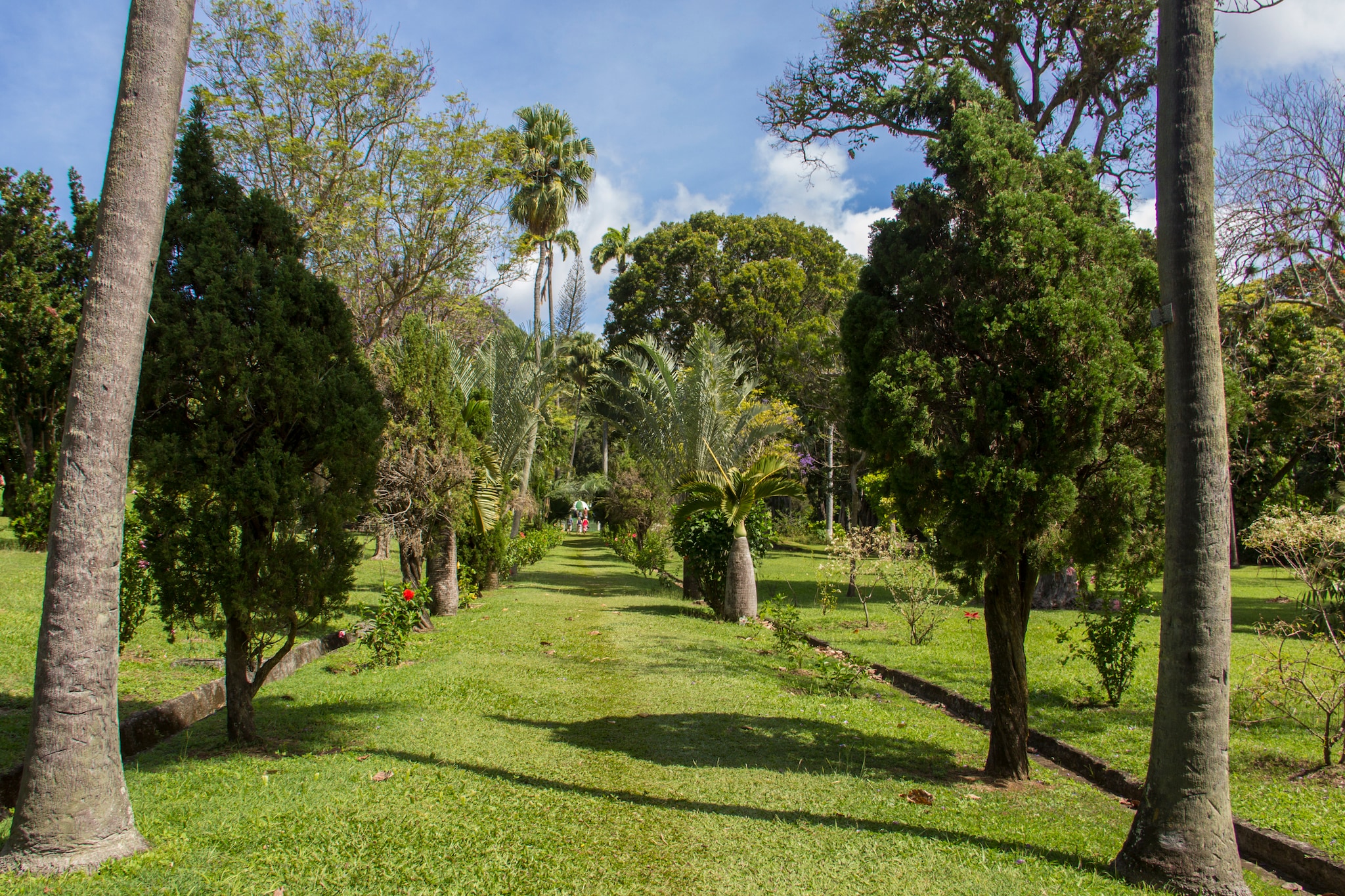 Avenue with lawn instead of path in tropical botanical garden on Caribbean island of St. Vincent.