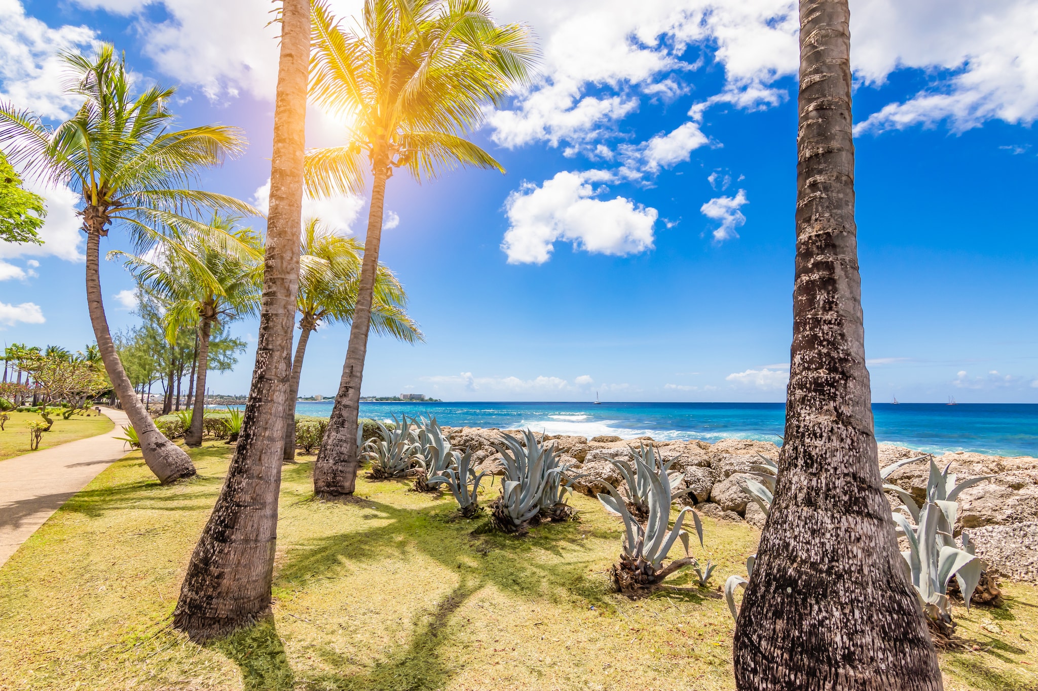 Bright and colorful image with coconut palm trees along the waterfront in Bridgetown, Barbados. Blue sky background with white clouds. Sun shining through palm trees.
