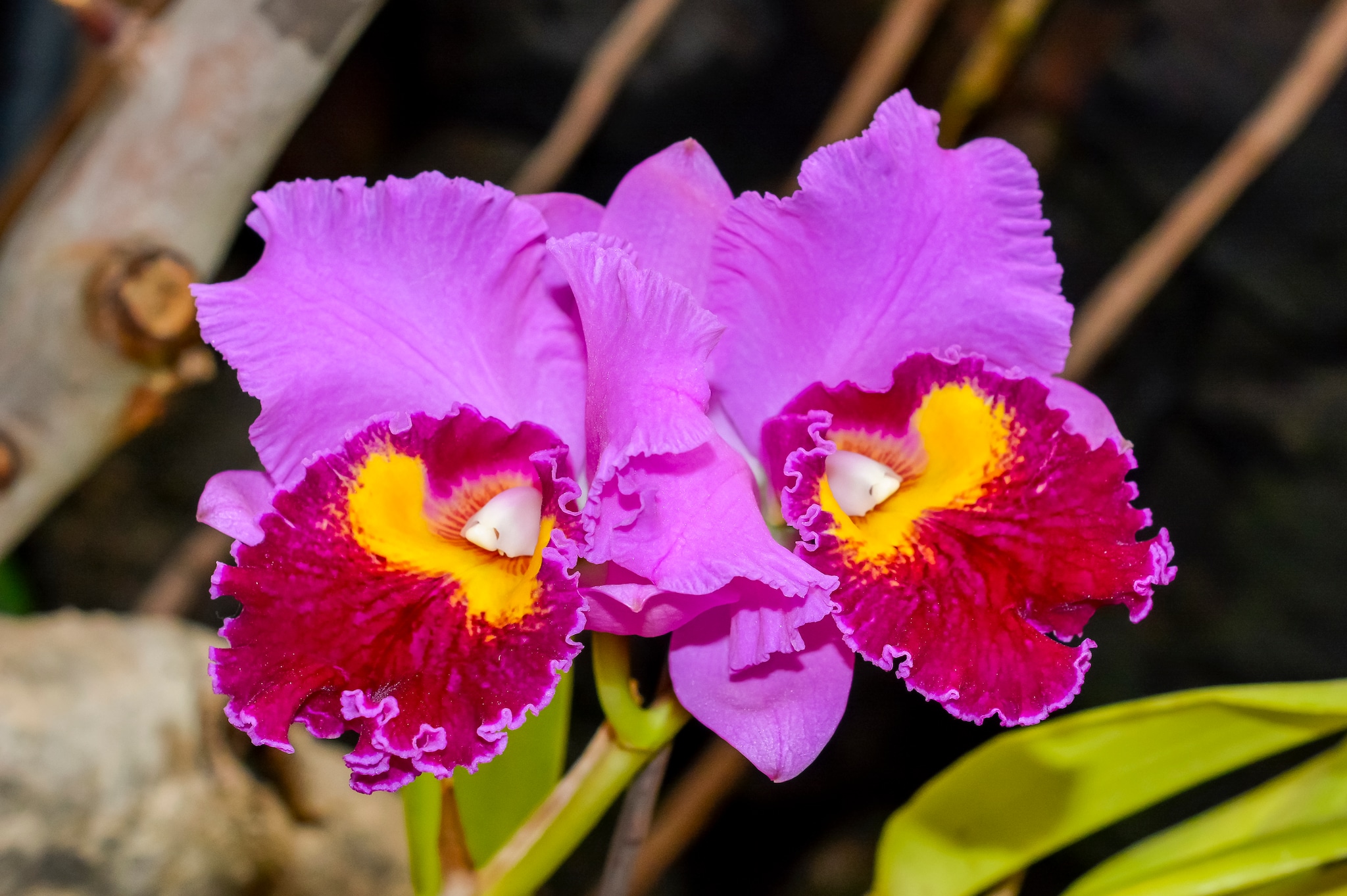 Visit the Orchid Gardens of Sitio Litre
