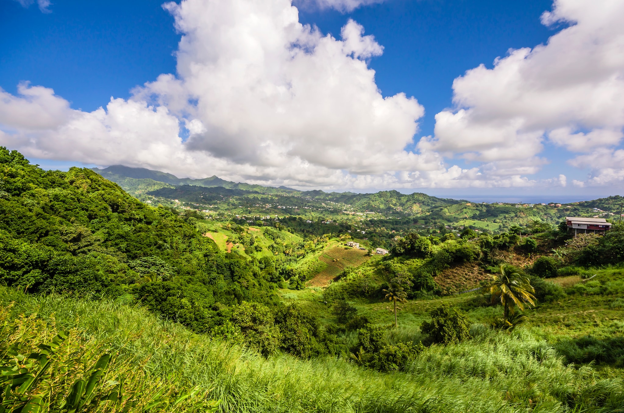 Lush St Vincent