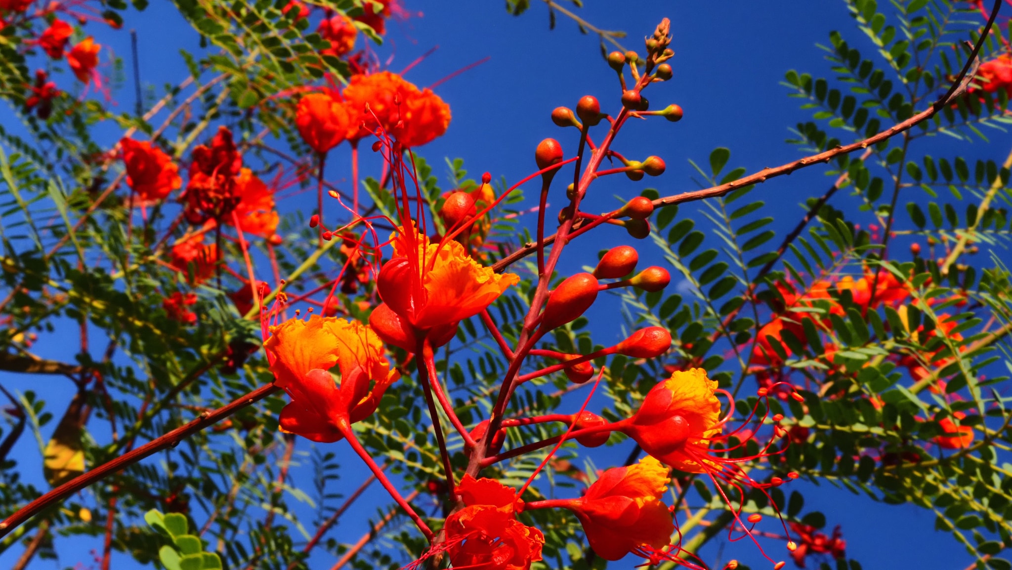Tropical plants in abundance