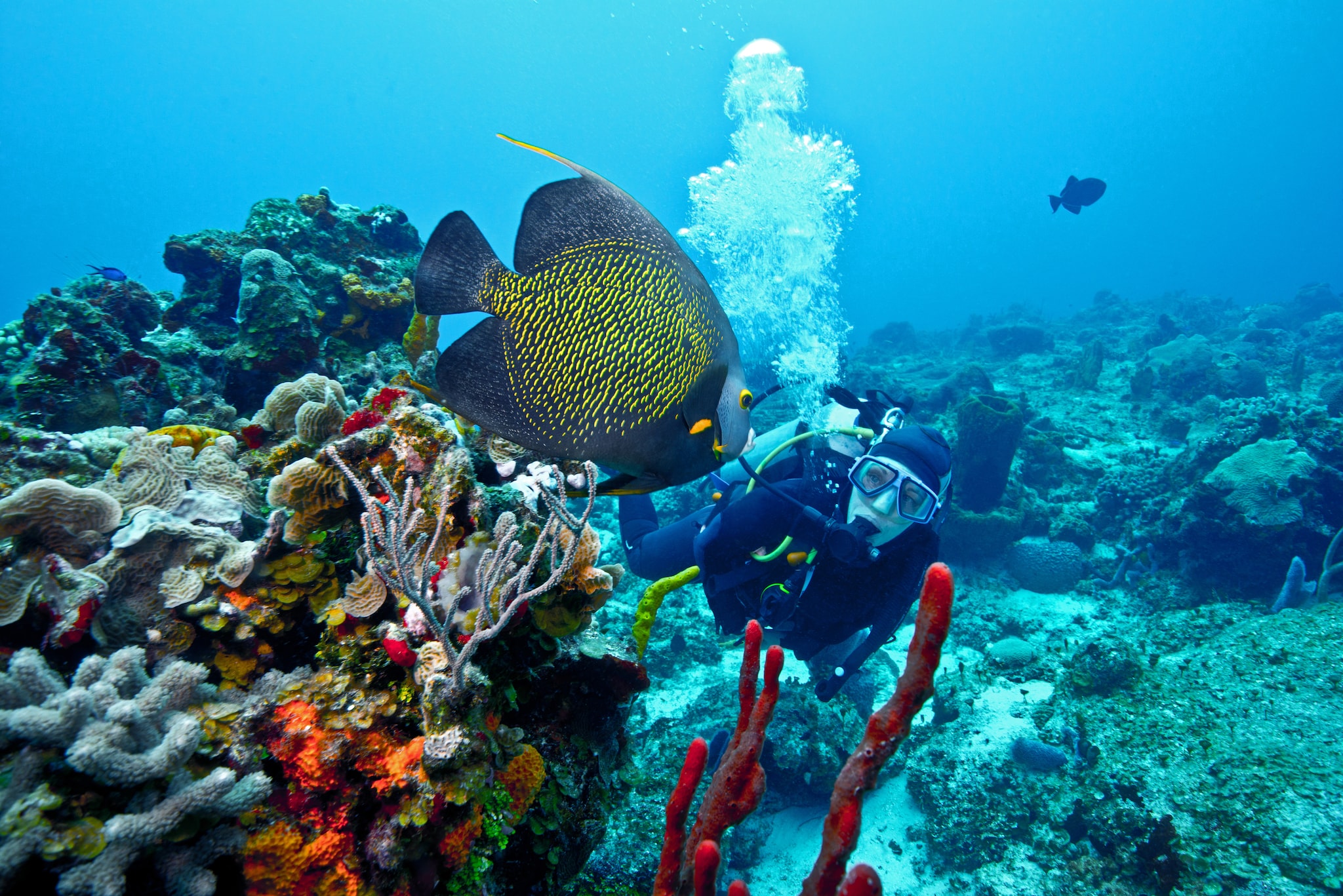 Diving in Cozumel, Mexico