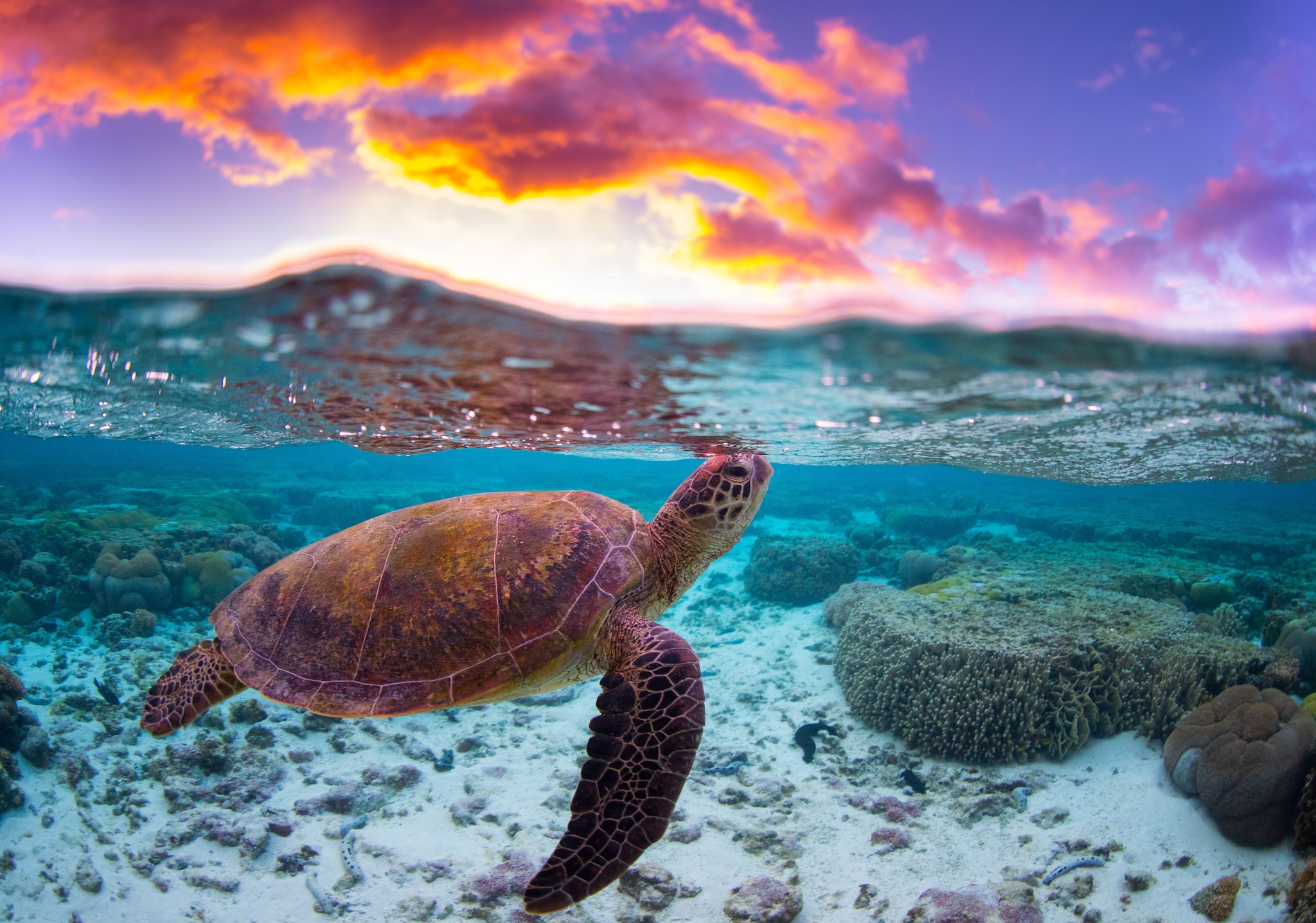 {"metadata_en_GB":{"alt-text":"A turtle swimming in the Great Barrier Reef"}}