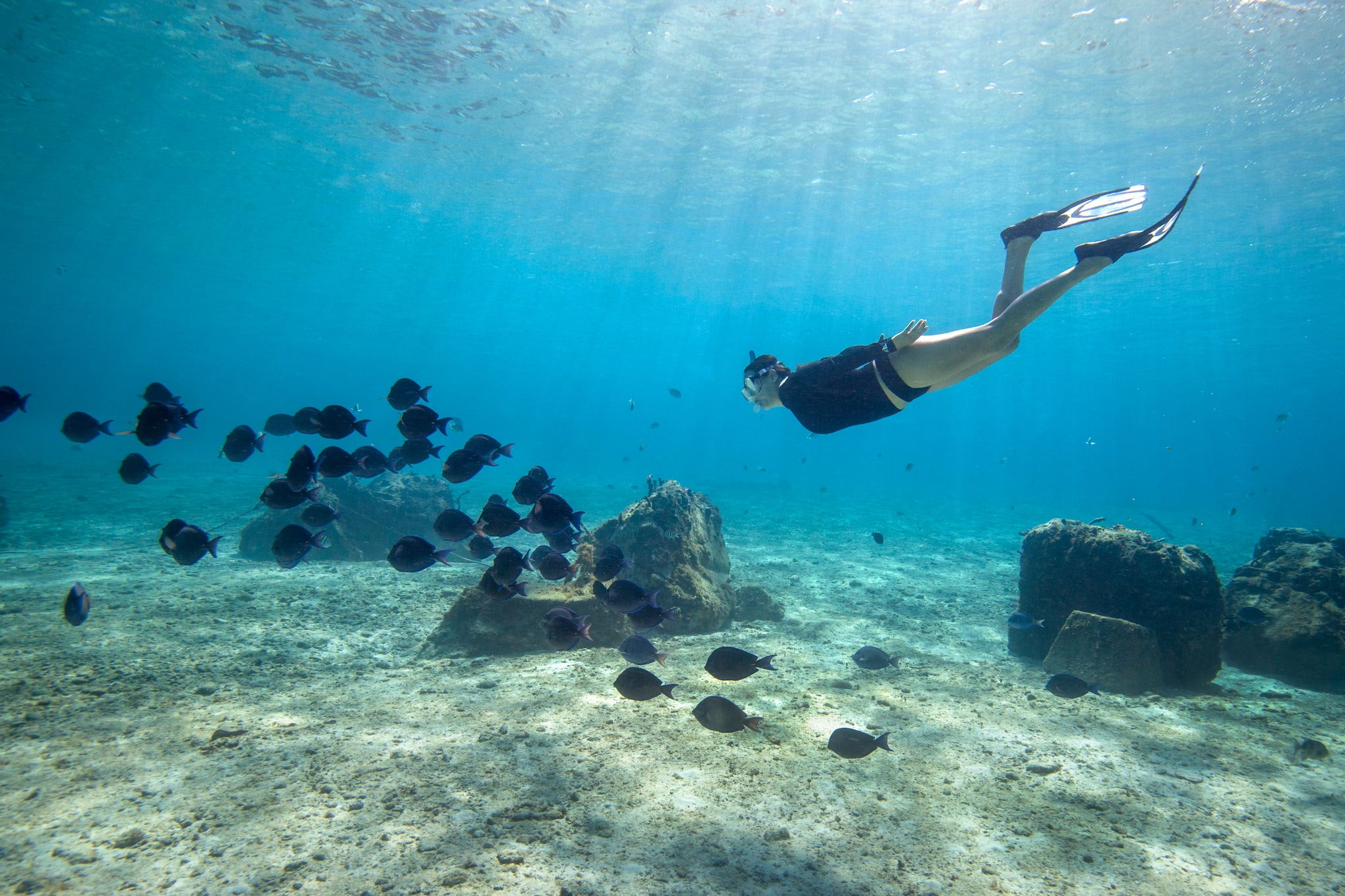 Female snorkelling along side a school of Blue tang fish (Acanthurus coeruleus) in the crystal clear waters of Cozumel island in Mexico.
