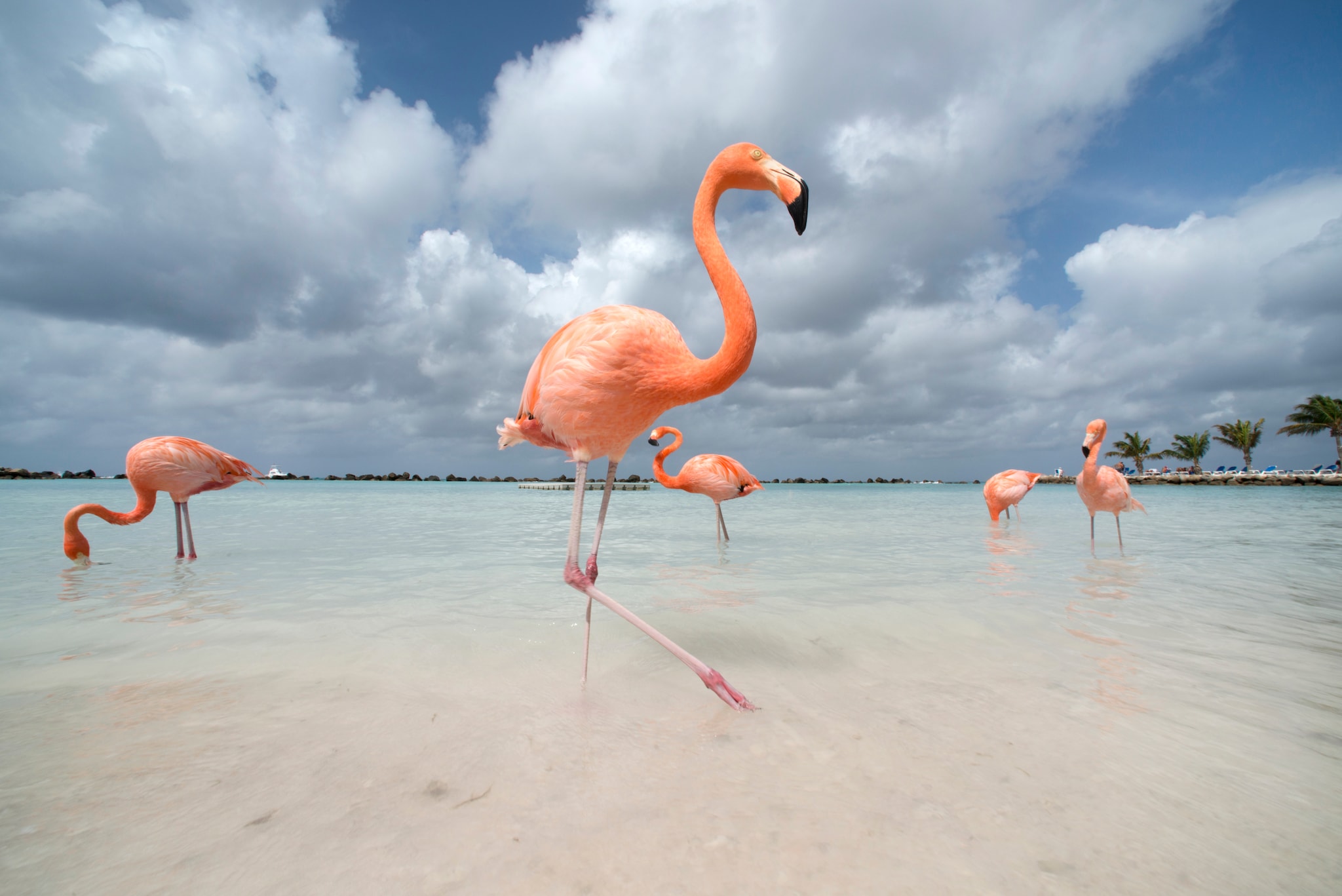 Flamingos in Aruba