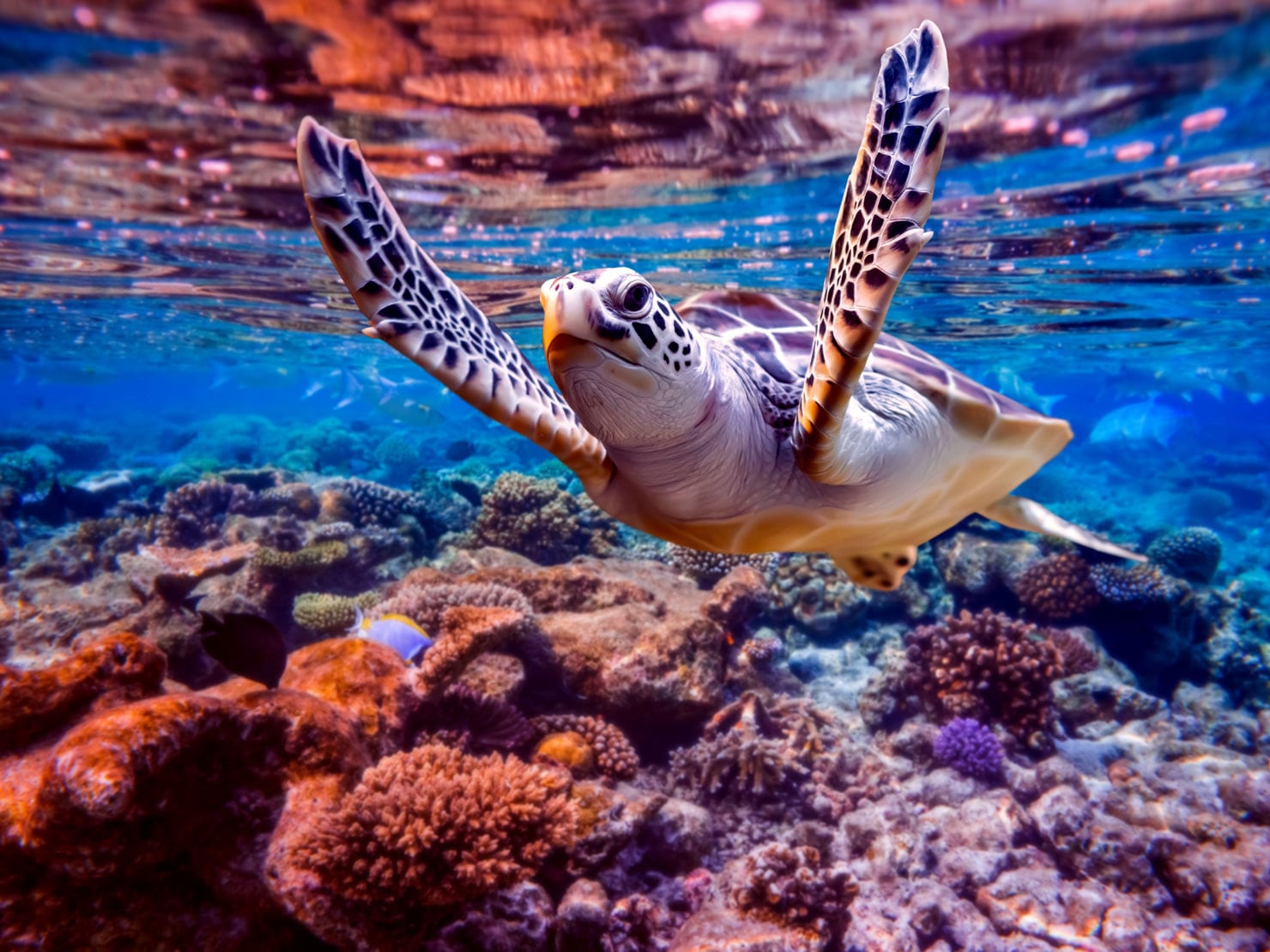A turtle off the coast off Bonaire