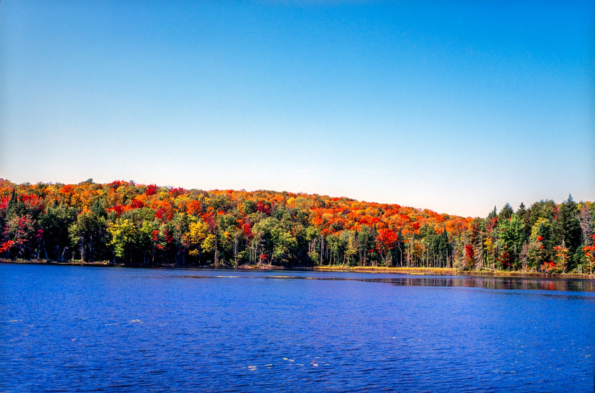 Laurentien Forest, from Quebec