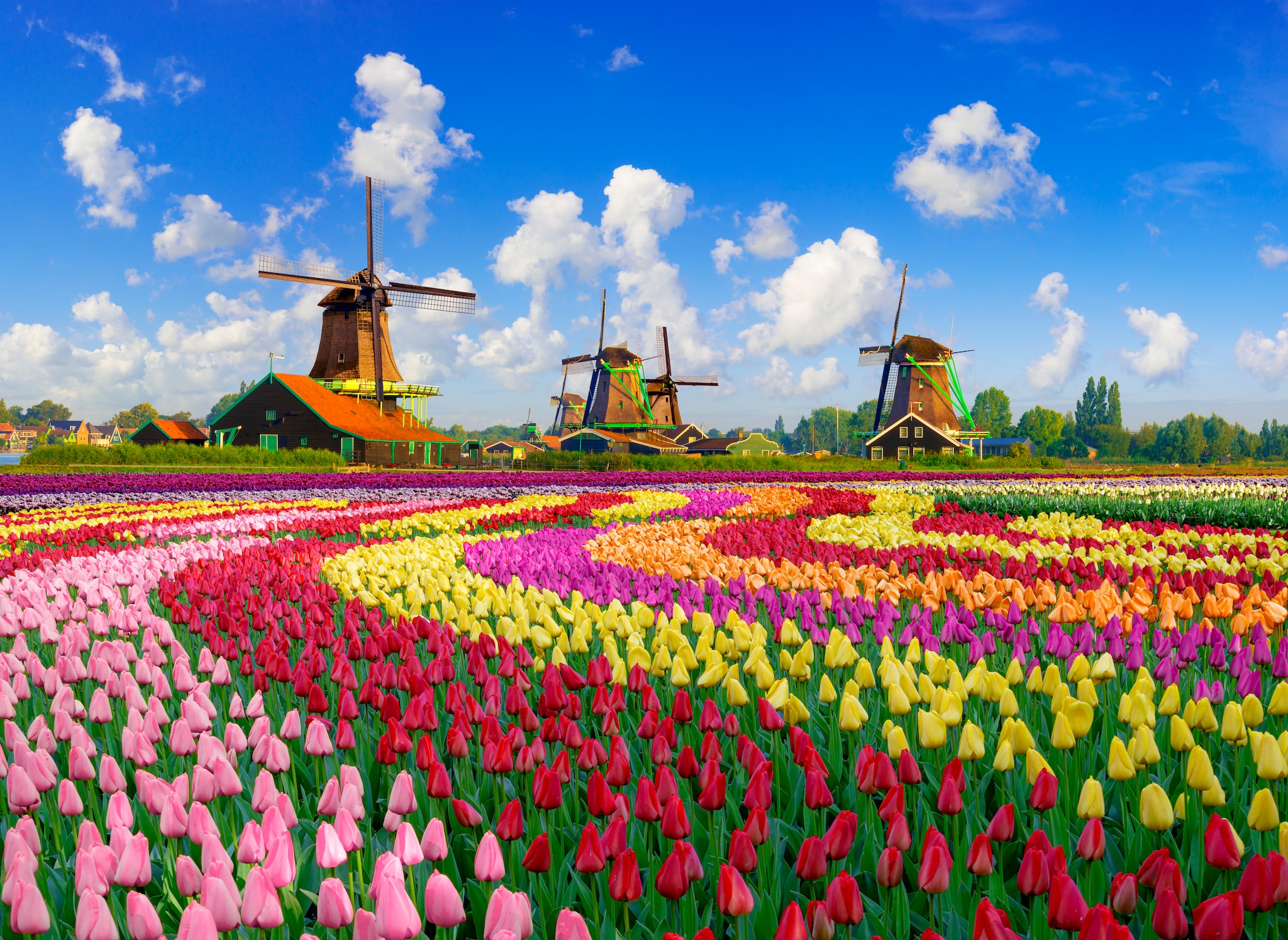 Colorful tulip fields in front of Dutch windmills under a nicely clouded sky
