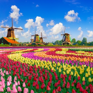 Colorful tulip fields in front of Dutch windmills under a nicely clouded sky