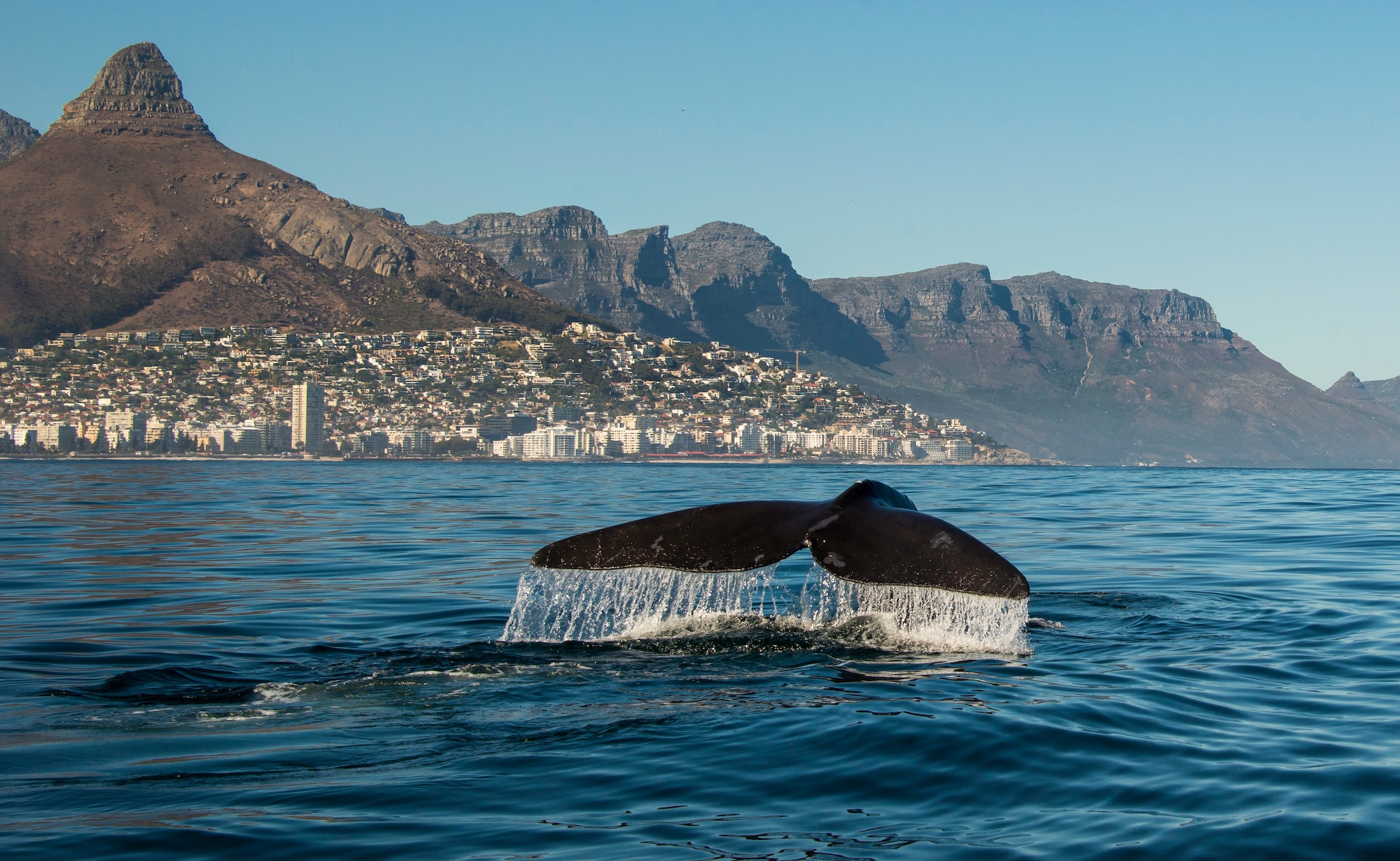 {"metadata_en_GB":{"alt-text":"Southern right whale takes a dive in front of the Cape Town waterfront."}}
