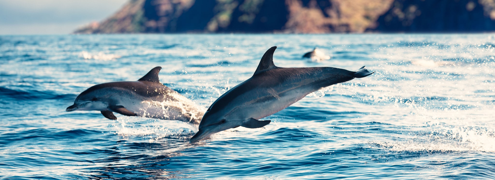 Dolphins swimming in sea