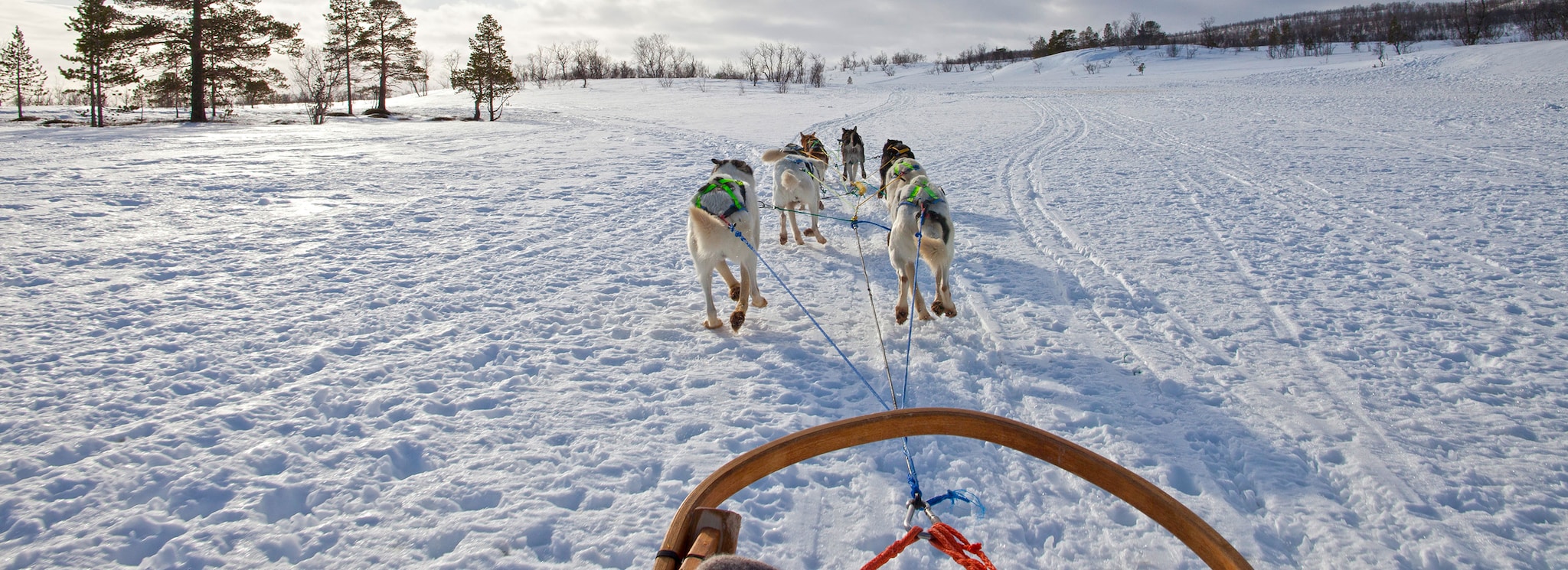 Dog Sledding in the Troms countryside, Norway.