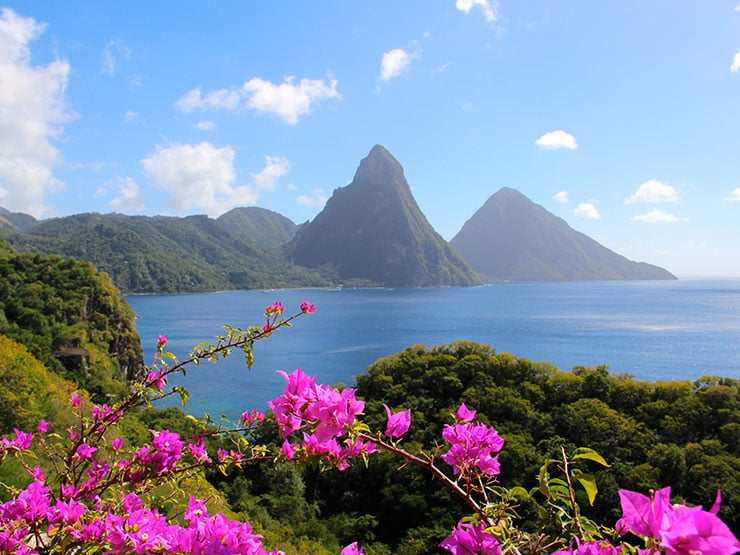 Pink flowers and the Pitons in Saint Lucia