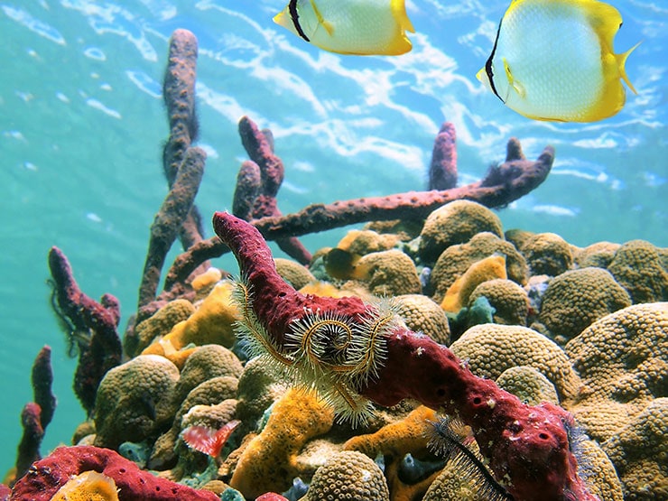 Reef in Bonaire