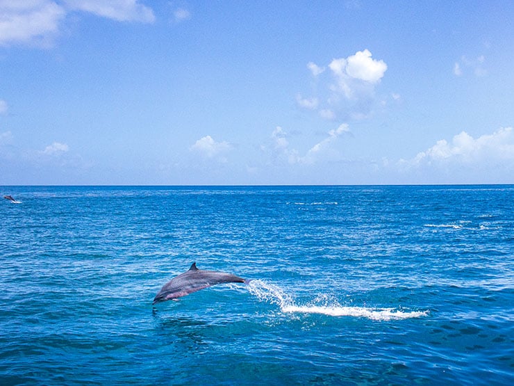 Dolphin spotting in Saint Lucia