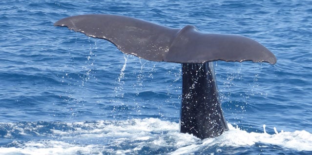 Whale by Jacky Davies